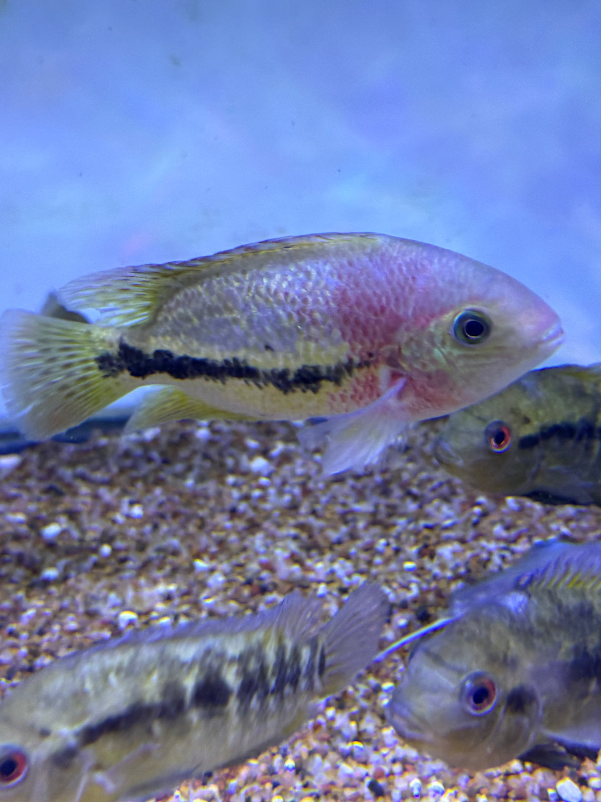 Vieja bifasciata