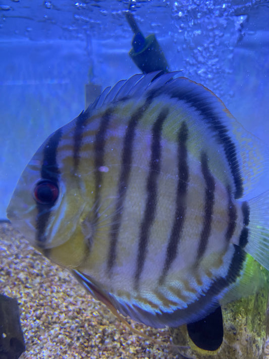 Wild Discus Green Teffe