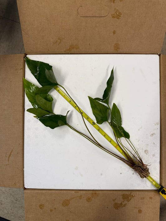 Anubias Hasifolia Plant