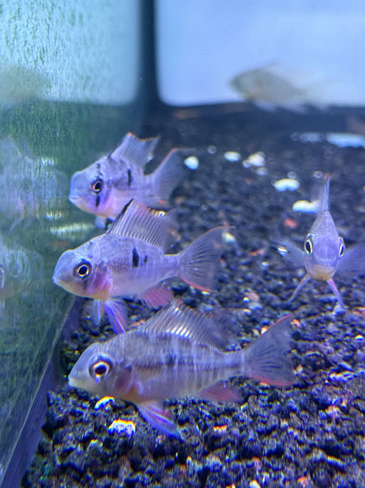 Bolivian Ram Dwarf Cichlid (Mikrogeophagus altispinosus)