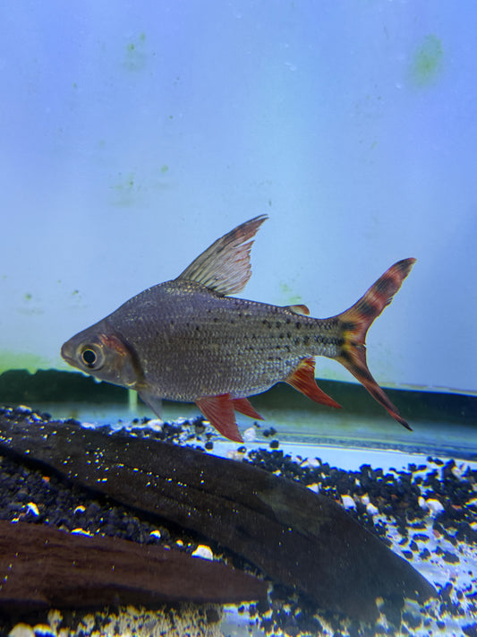 Flag Tail