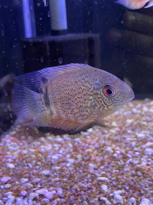 Green Severum