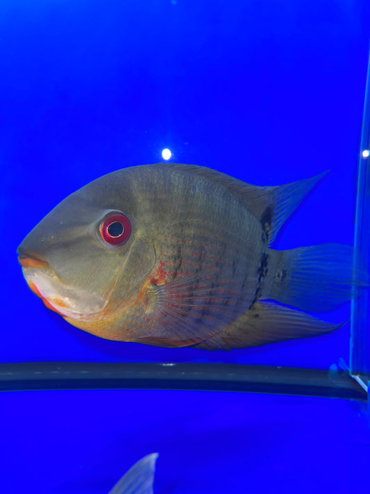 Wild Heros Severum (Heros Liberifer)