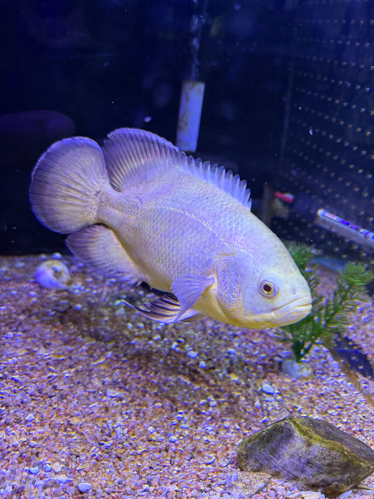 Albino Lemon Ruby Oscar ￼