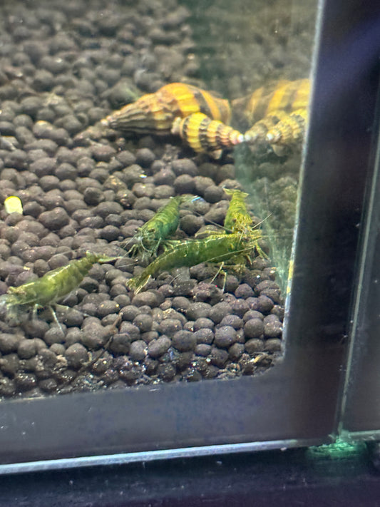 Green Jade Shrimp