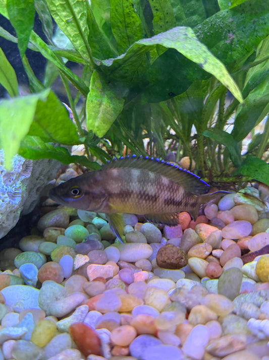 Neolamprologus buescheri