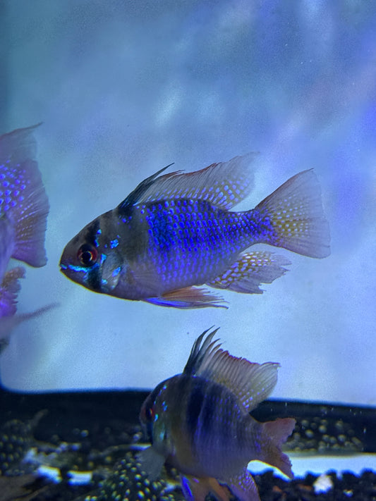 Jumbo German Blue Ram (Mikrogeophagus Ramirezi)
