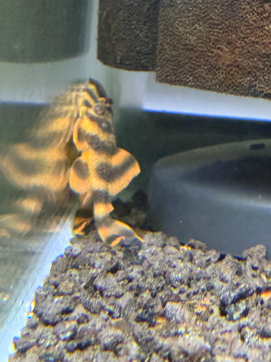 L306 Blood Red Tiger Pleco / Takutut Tiger Pleco (Panaqolus claustellifer)