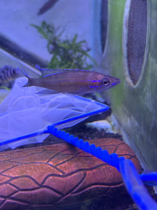 Blue Neon Cichlid

Paracyprichromis nigripinnis