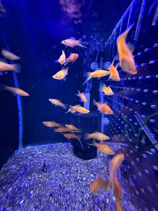 Red orange sword tail