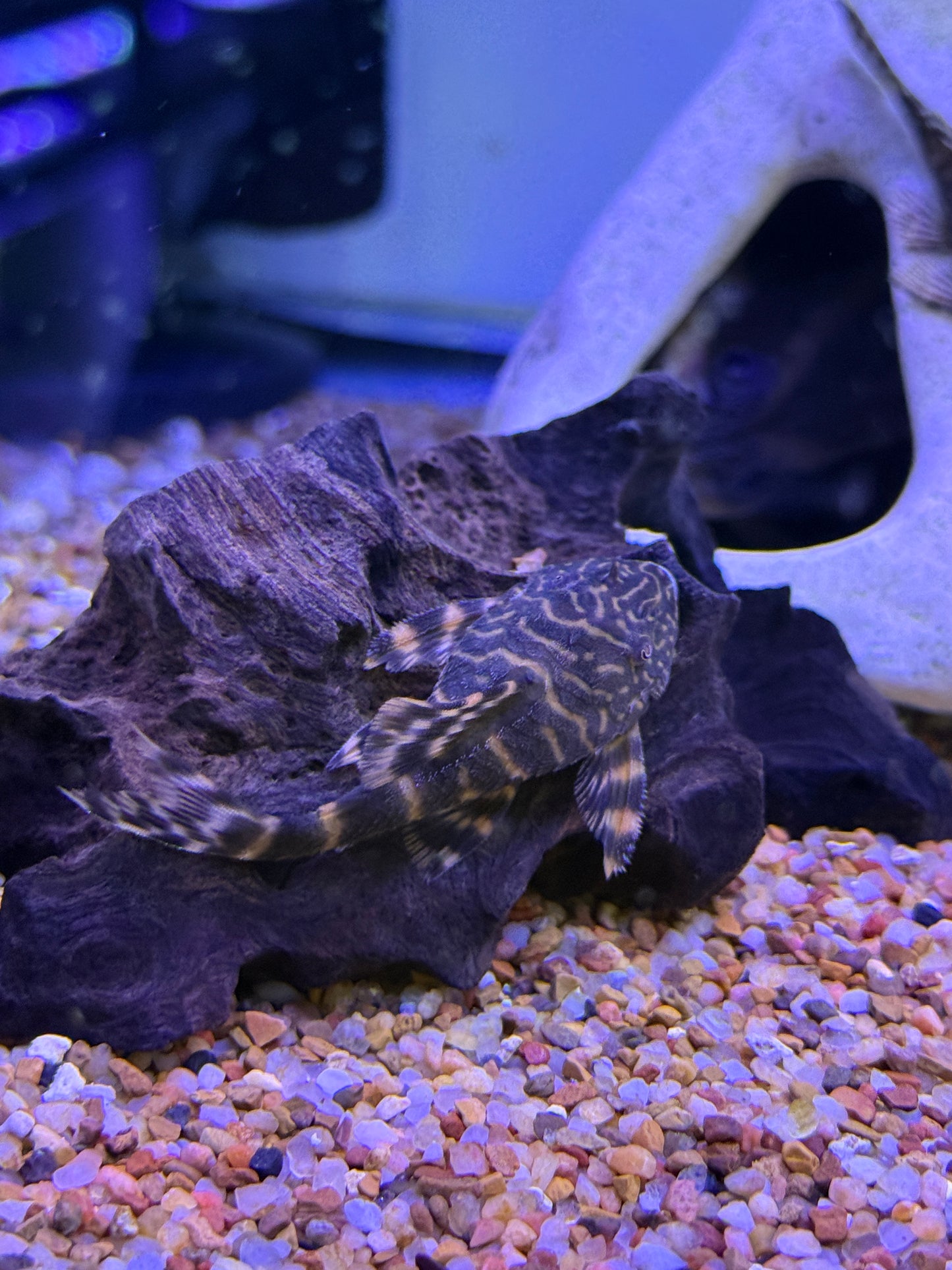 Morruda Clown Pleco  (Panaque SP)