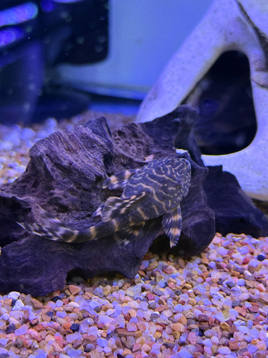 Morruda Clown Pleco  (Panaque SP)
