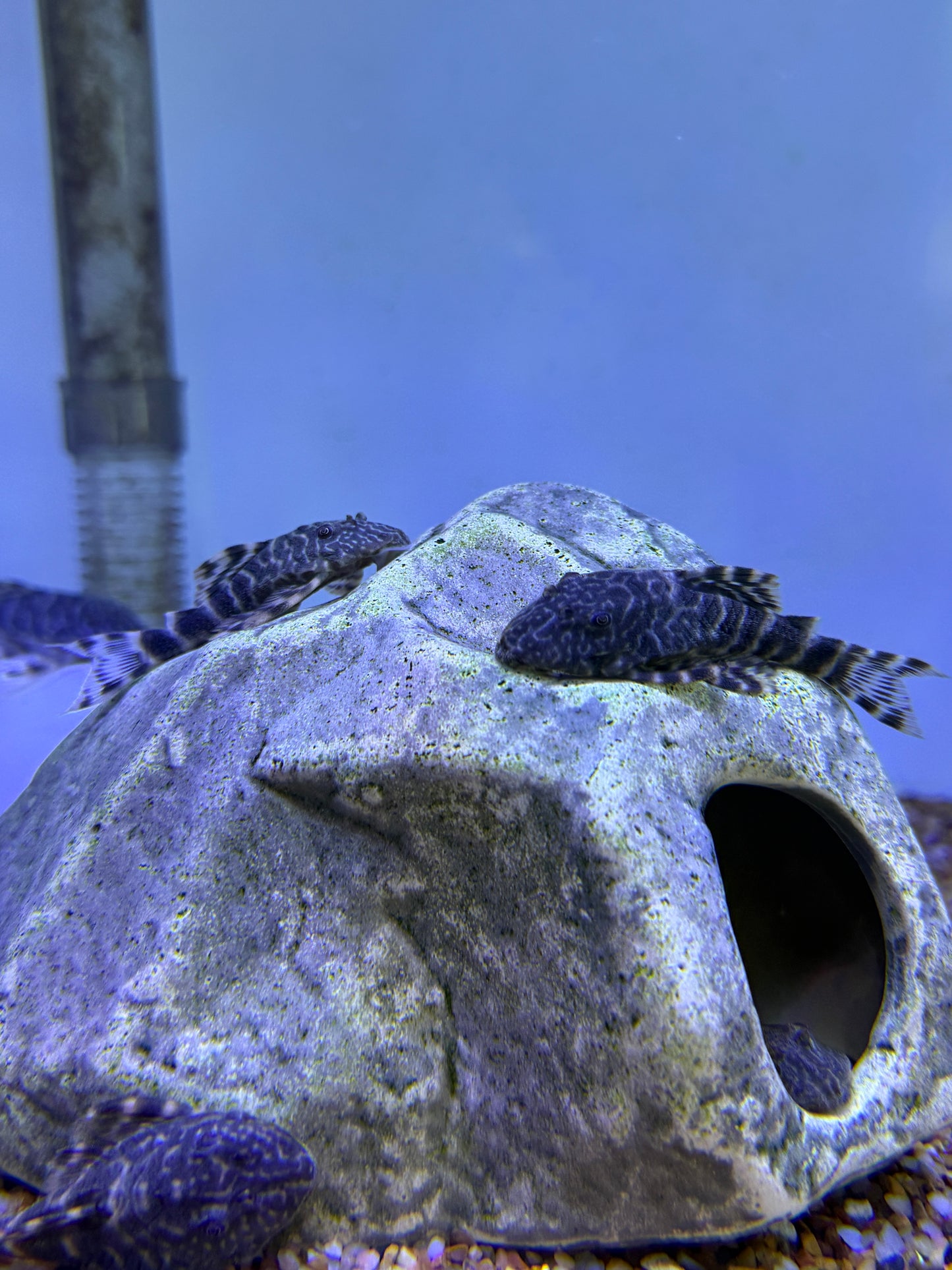 Morruda Clown Pleco  (Panaque SP)