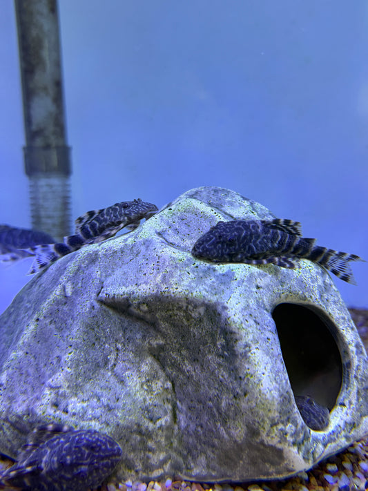 Morruda Clown Pleco  (Panaque SP)