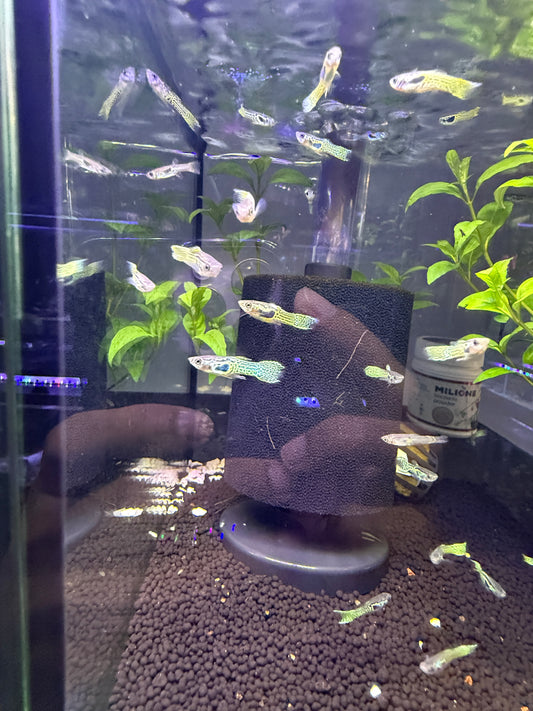 Black Endler Guppy