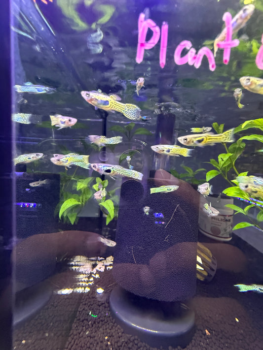 Black Endler Guppy