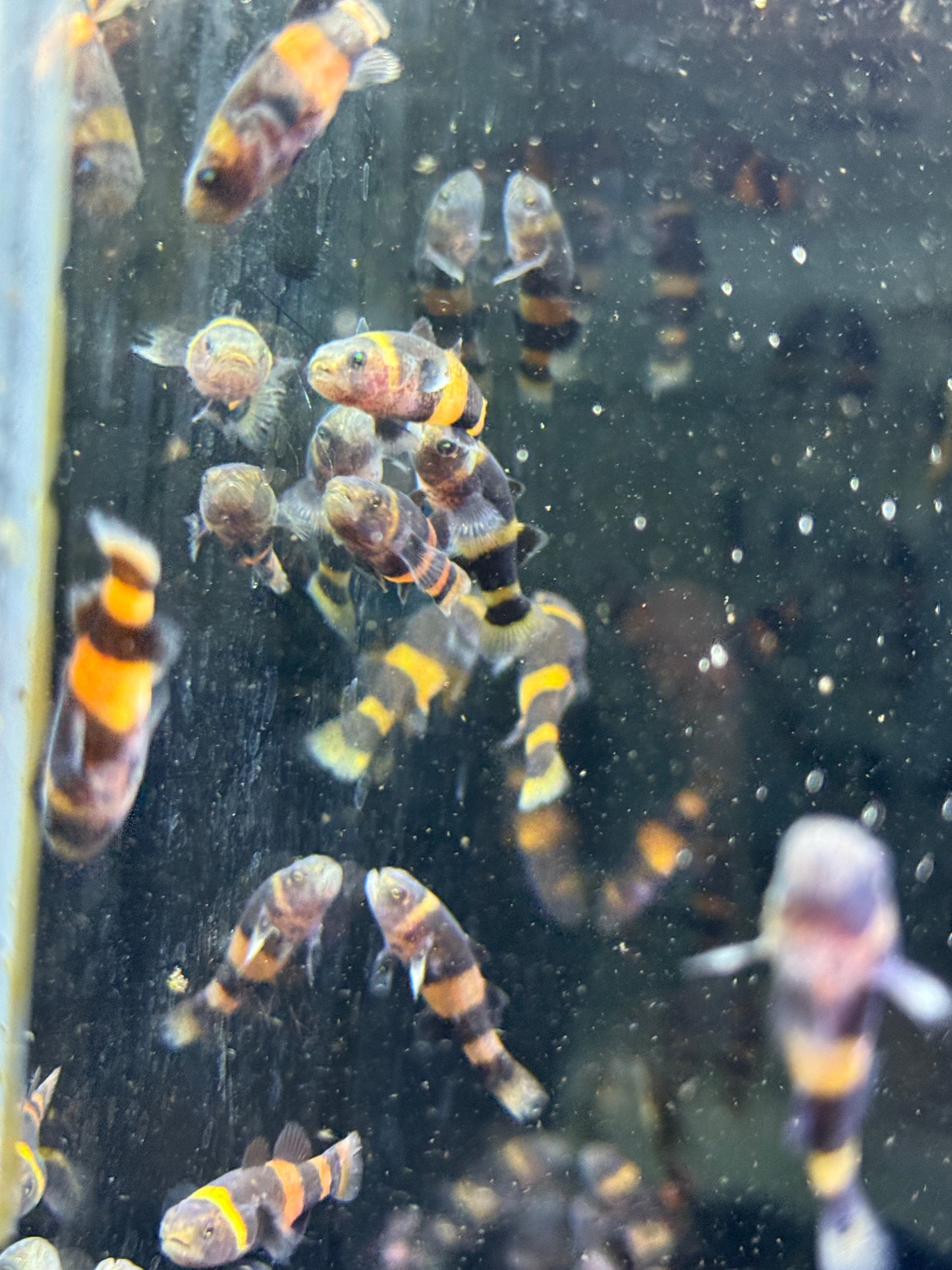 Brachygobius doriae (Bumblebee Goby)