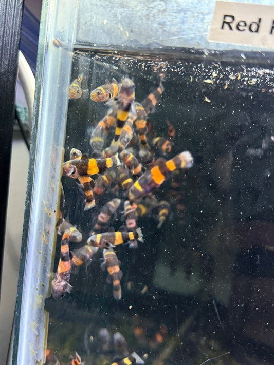 Brachygobius doriae (Bumblebee Goby)