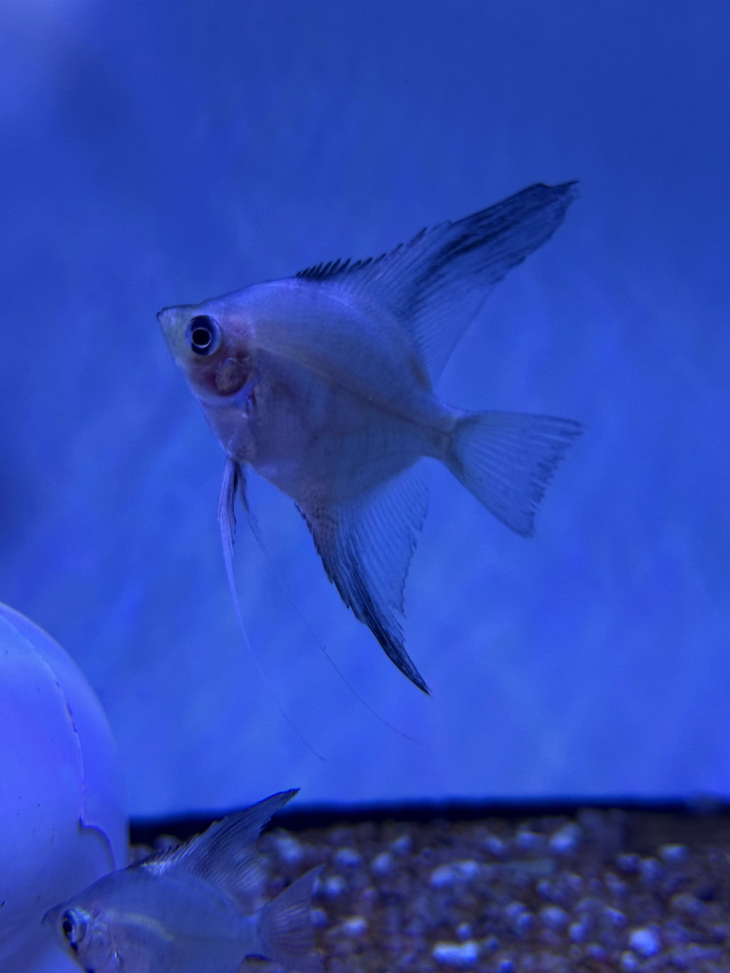 Blushing Angel Blue