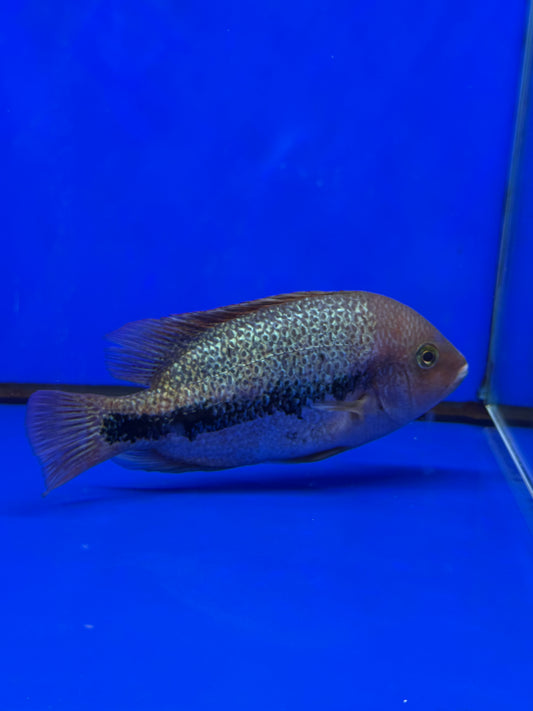 Vieja Fenestratus Cichlid