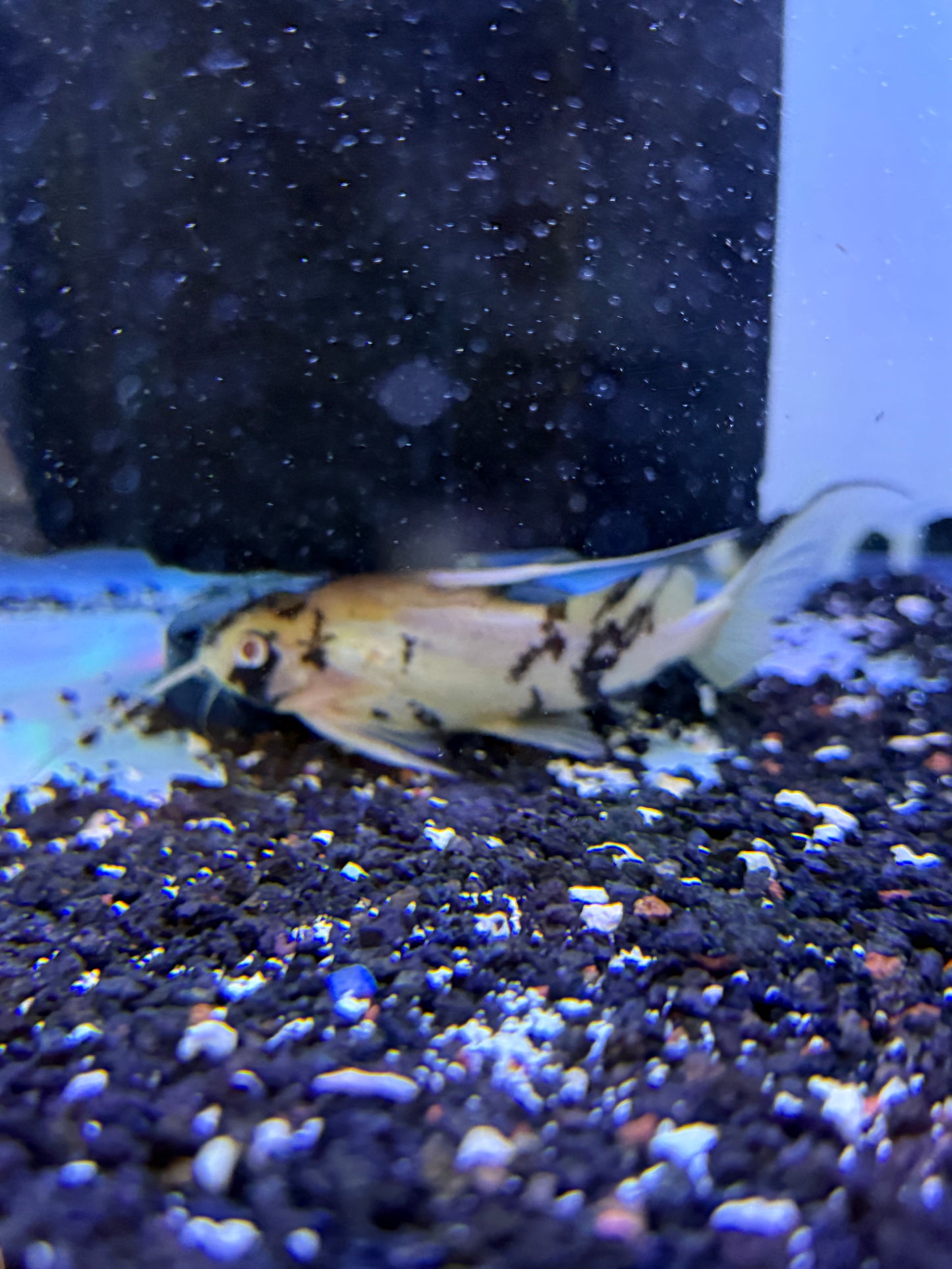 Marbled Featherfin Catfish (Synodontis Eupterus)