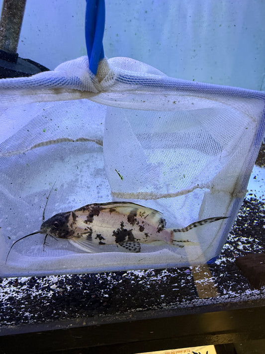 Marbled Featherfin Catfish (Synodontis Eupterus)