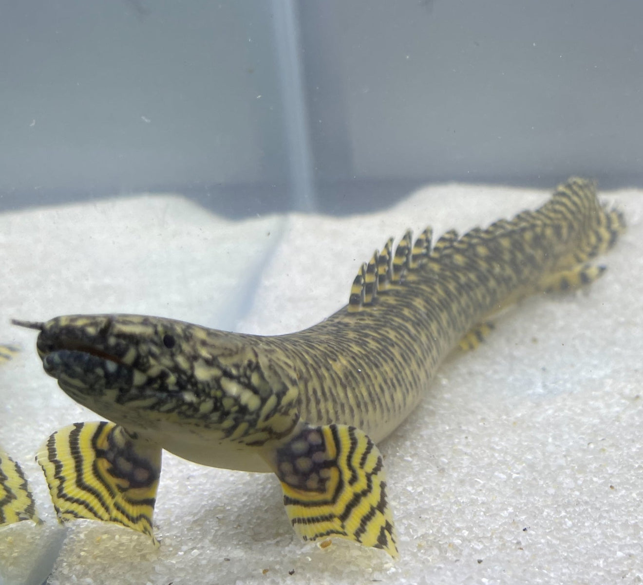 Polypterus  Ornatipinnis Bichir Ornate