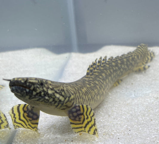 Polypterus  Ornatipinnis Bichir Ornate