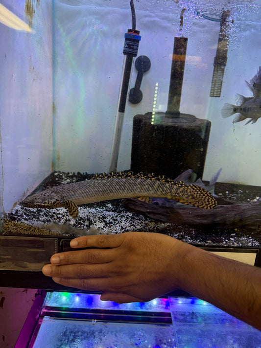 Polypterus  Ornatipinnis Bichir Ornate