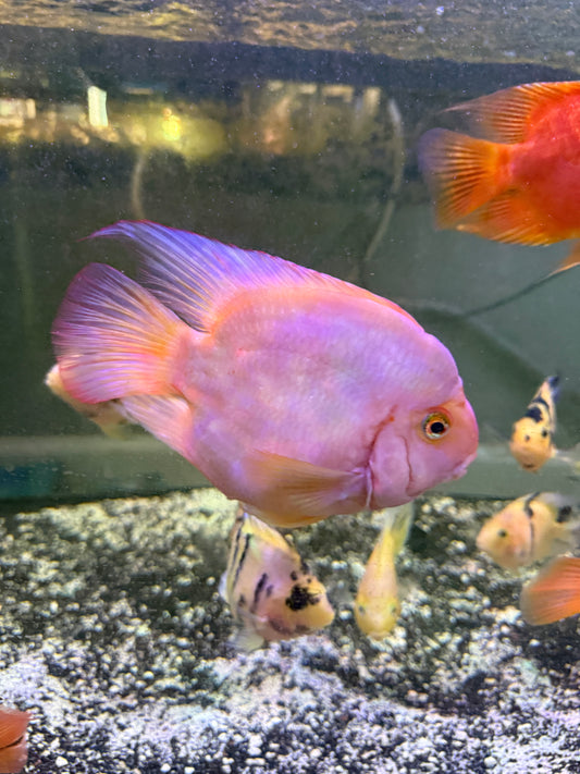 Parrot Cichlid