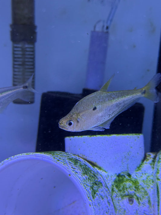 Glass Headstander (Charax Gibbosus)