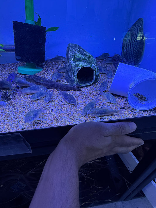 Green Aeneus Cory