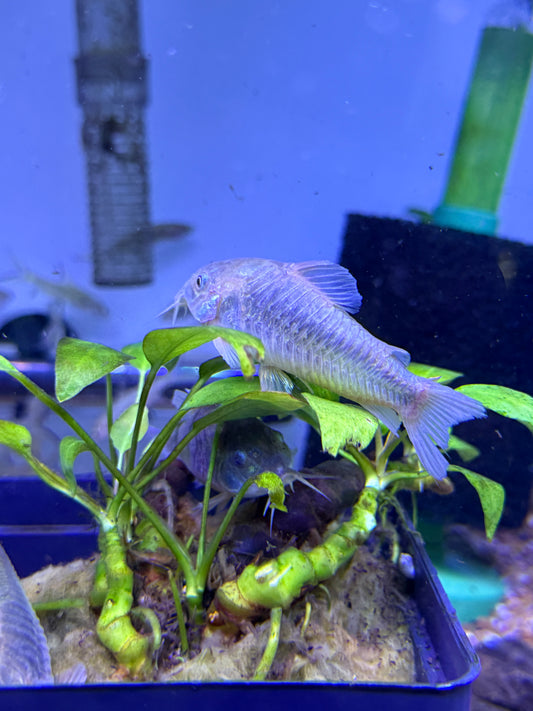 Green Aeneus Cory