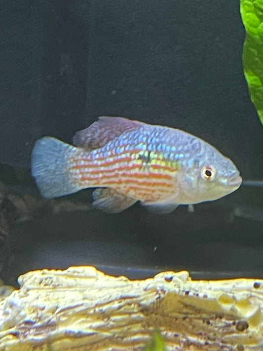 Flag fish