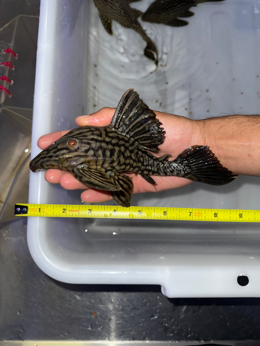L330 Watermelon Pleco (Panaque Nigrolineatus Laurafabianae) Royal Pleco