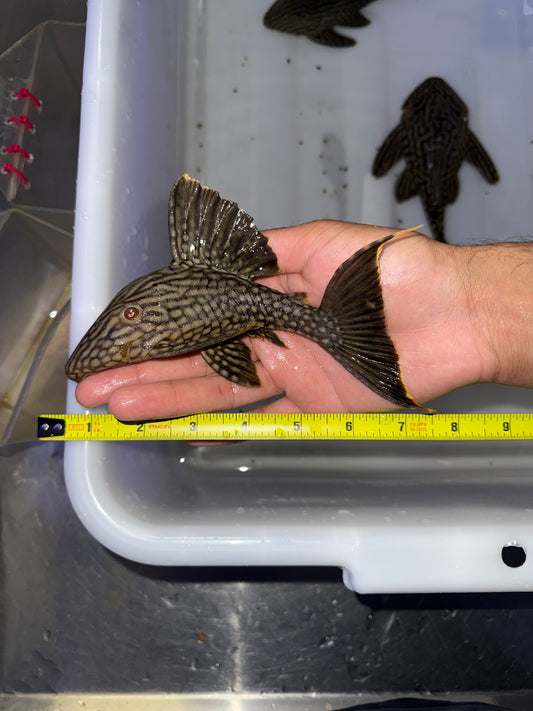 L330 Watermelon Pleco (Panaque Nigrolineatus Laurafabianae) Royal Pleco