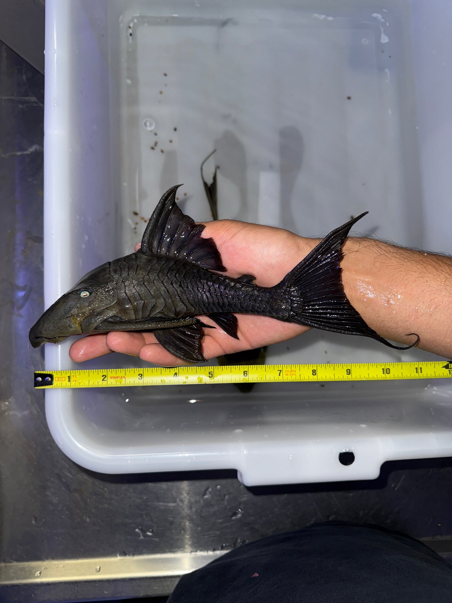 Panaque cochliodon Blue eye pleco