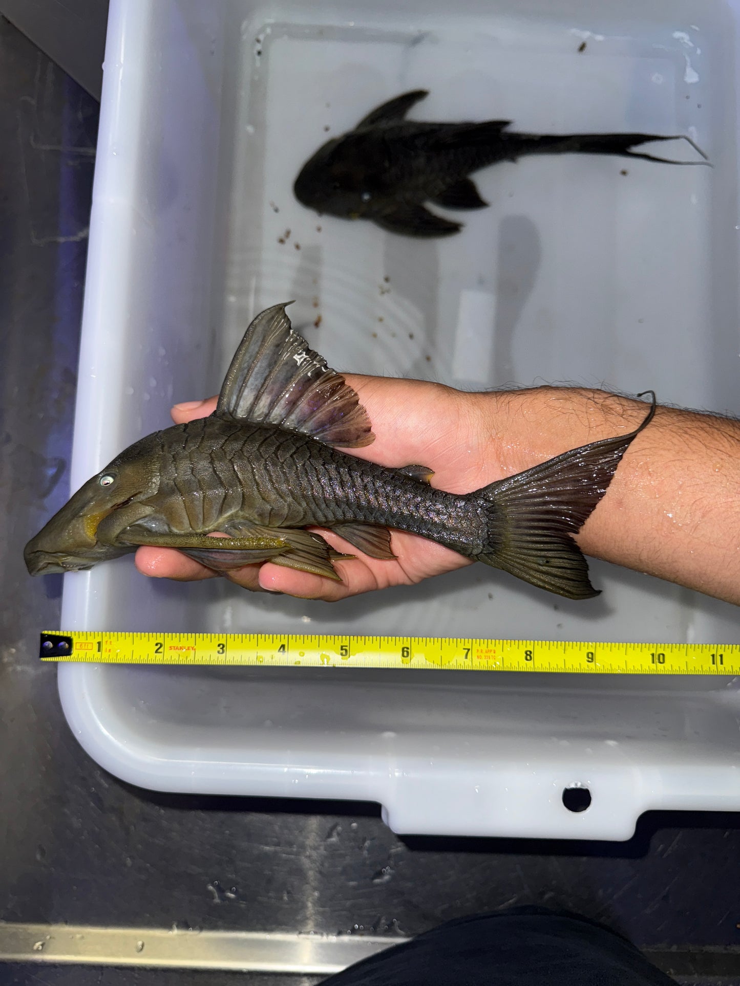 Panaque cochliodon Blue eye pleco