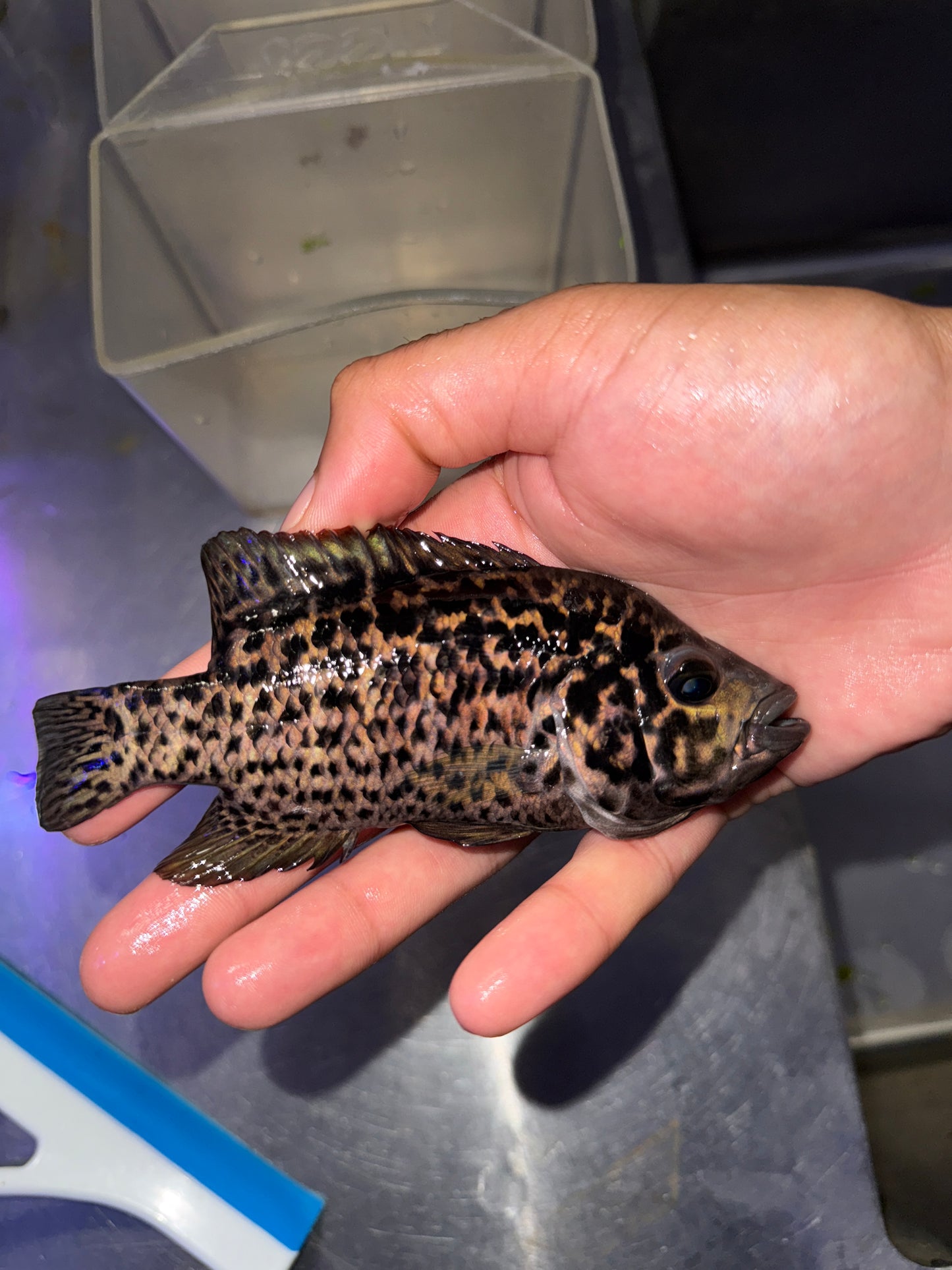 Cuban Cichlid (Nandopsis tetracanthus)