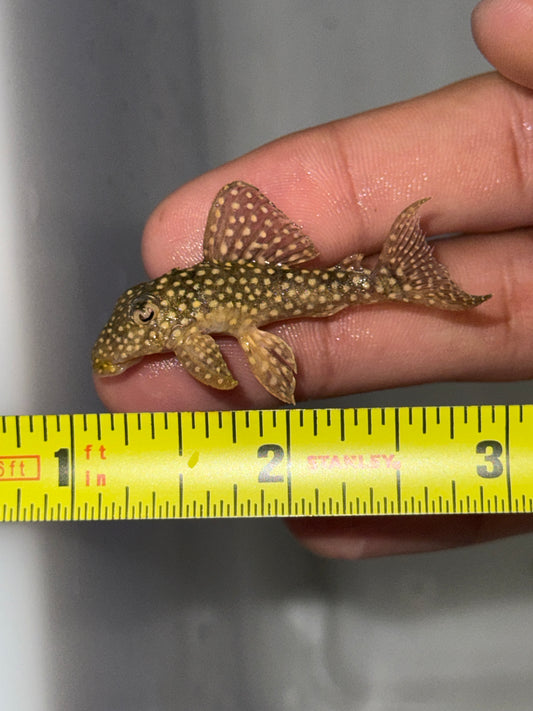 Fine Spot Angelicus Pleco – (Hypancistrus sp. L136c)