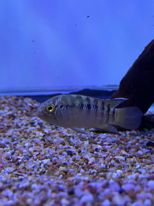 Ivanacara adoketa ( = Nannacara a.) Zebra Acara Wild Brazil