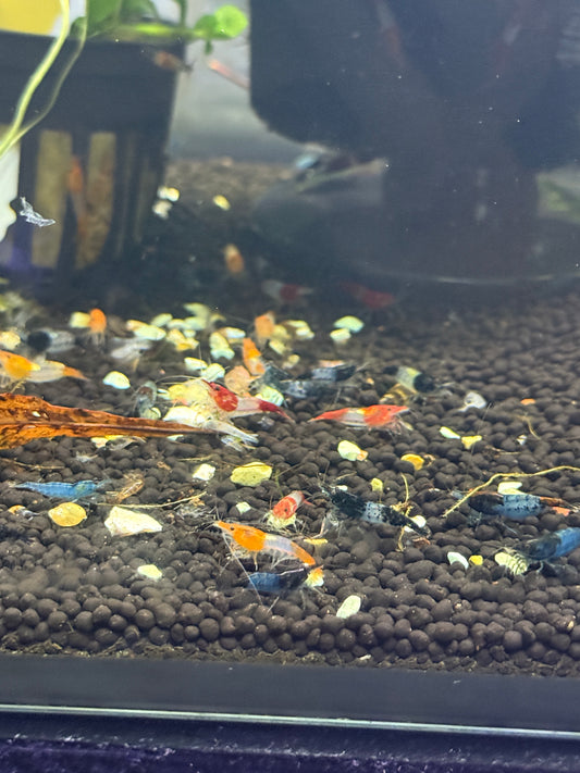 Rilli Shrimp Assorted skittles pack