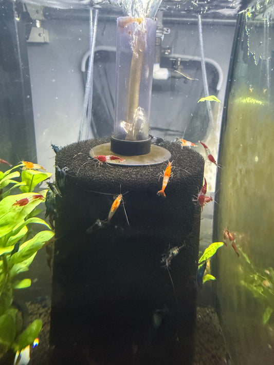 Rilli Shrimp Assorted skittles pack