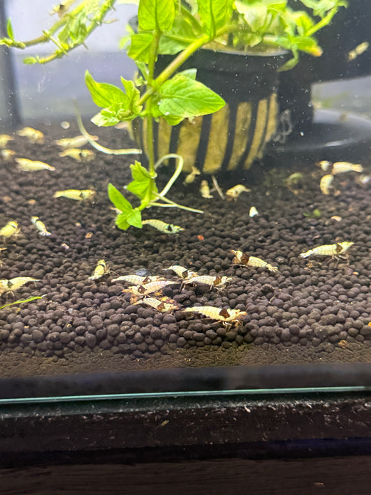 Crystal Black Shrimp