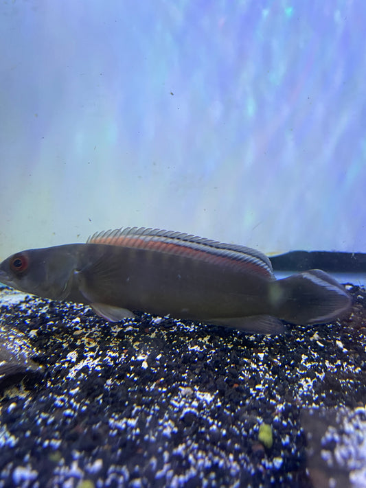 Crenicichla johanna