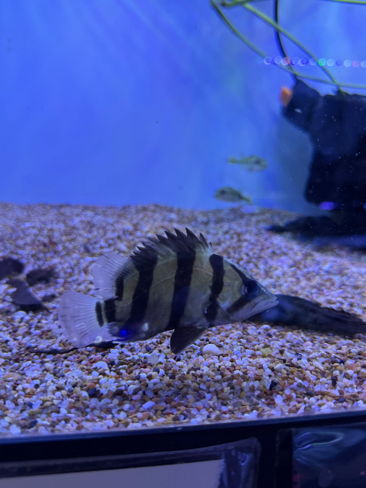 NTT Datnoid (Datnioides Undecimradiatus)