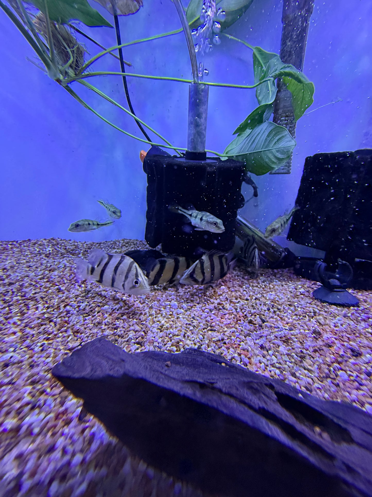 NTT Datnoid (Datnioides Undecimradiatus)