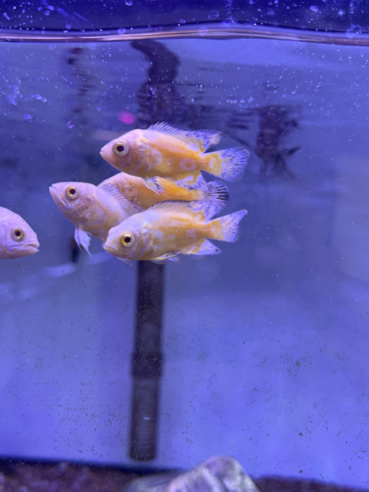 Lemon  Oscar