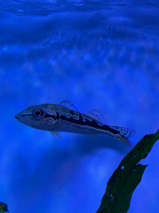 Royal Cobra Snake Skin Peacock Bass Hybrid