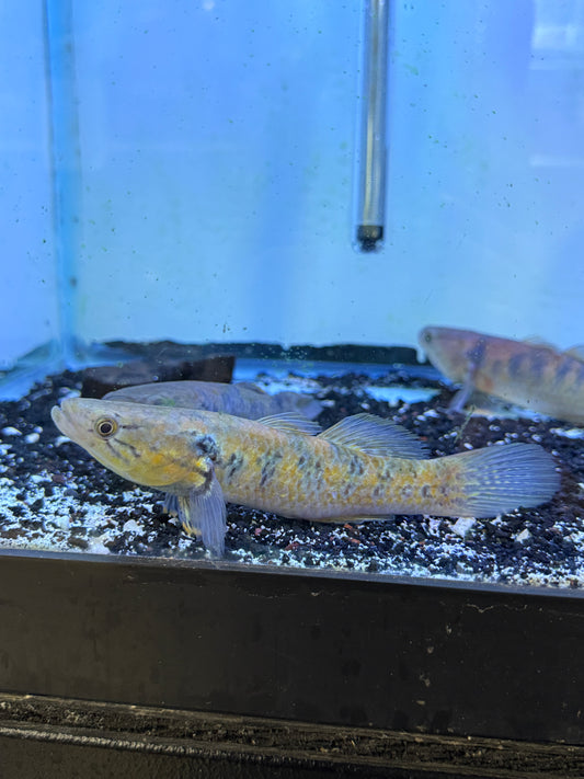Rare Goby Guirus Viator